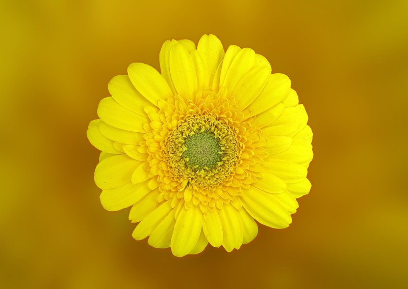 gerbera flower blossom bloom yellow composites 4k