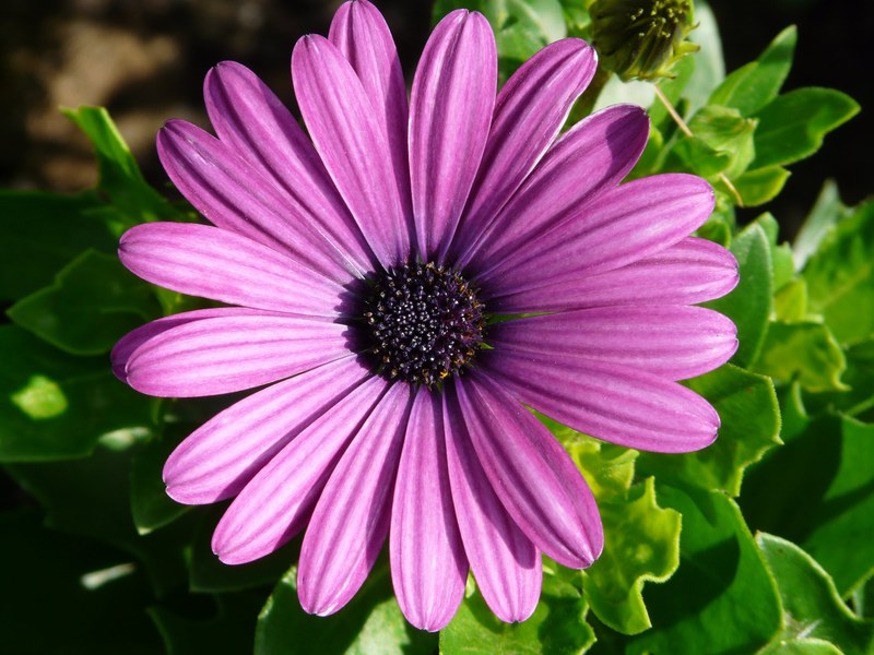 gerbera flowers plant summer purple cut flowers 4k
