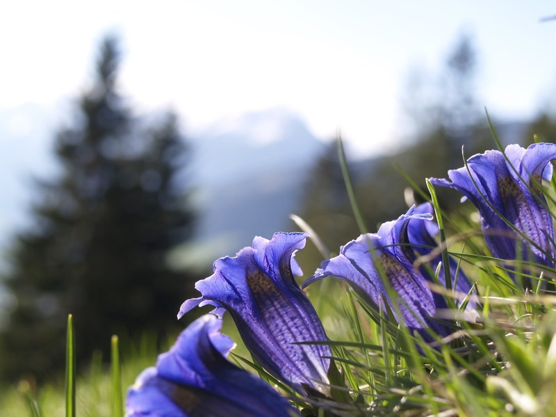 gentian blue alpine flower alpine flower flora 4k