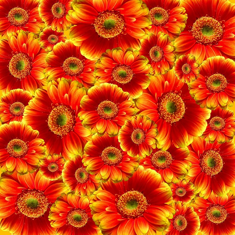 gerbera flowers nature plant colorful cut flowers 4k