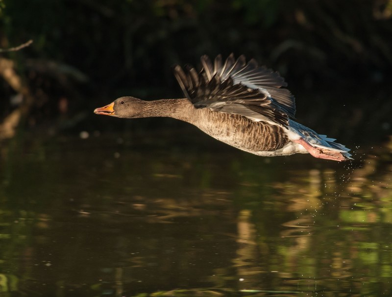 geese animals goose water swim bird nature birds 4k