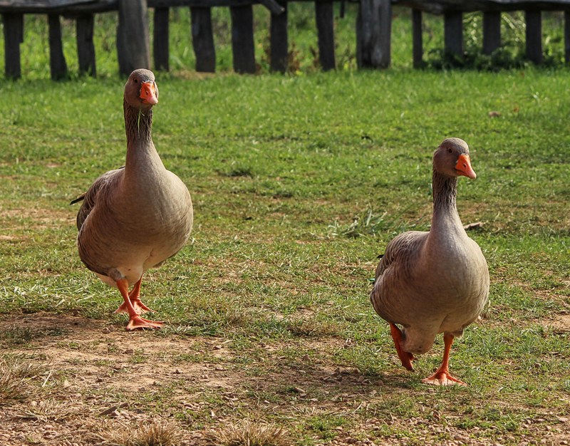geese birds goose domestic fowls two birds farms 4k