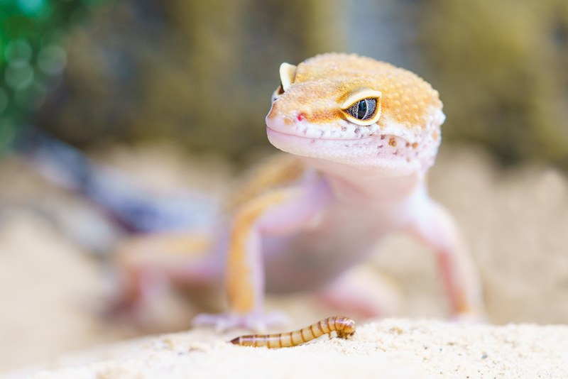gecko reptile terrarium lizard scale macro 4k