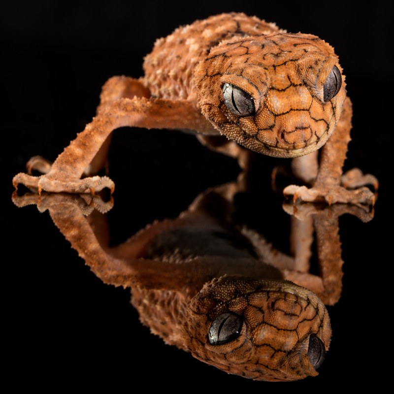gecko rough knob lizard australia knob tailed 4k