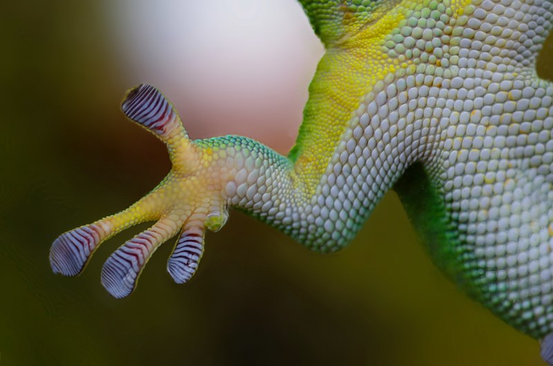 gecko hand sticky nature reptile lizard animal 4k