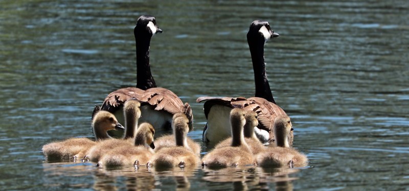 geese goose family family goslings water swim 4k