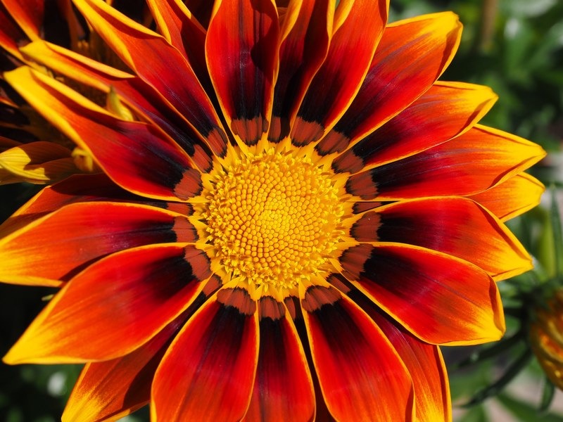 gazanie blossom bloom flower yellow red gazania 4k