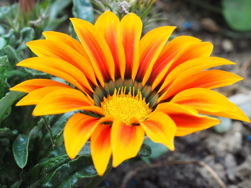 gazanie flower blossom bloom yellow orange bloom 4k