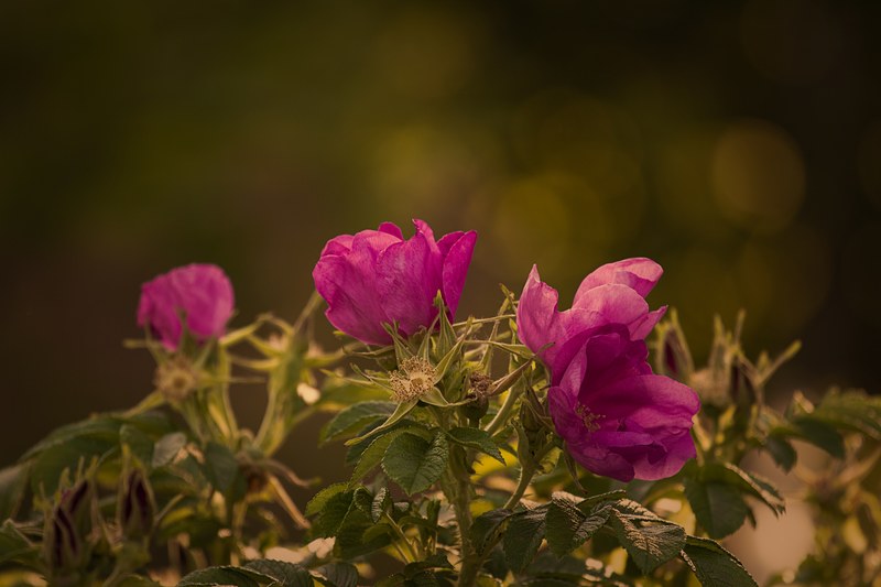 garden rose rose red summer blossom bloom plant 4k