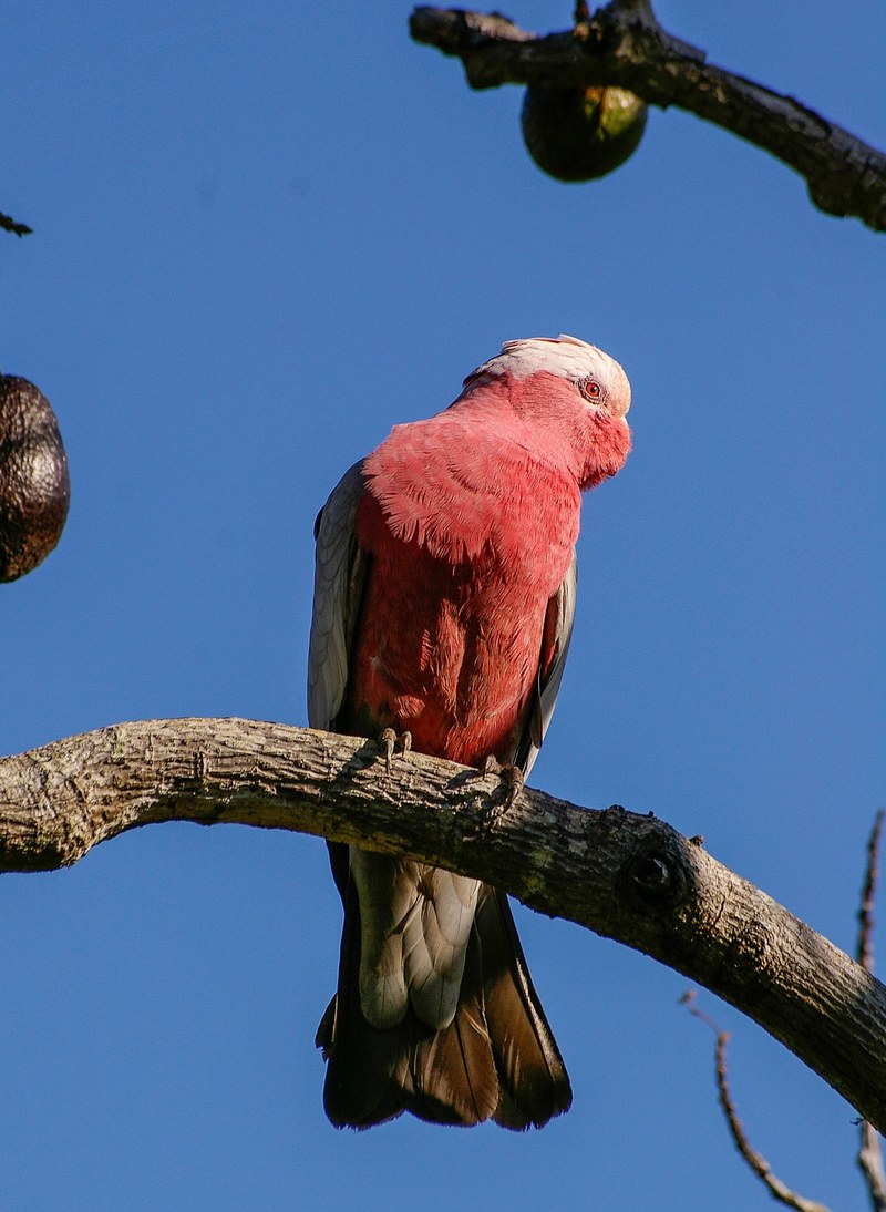 galah rose breasted cockatoo parrot bird pink grey 4k