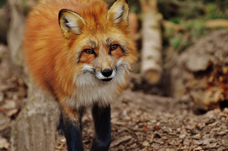 fuchs wildpark poing animal wildlife photography 4k