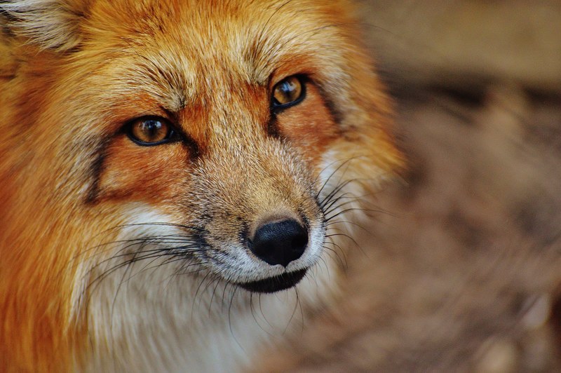 fuchs wildpark poing animal wildlife photography 4k