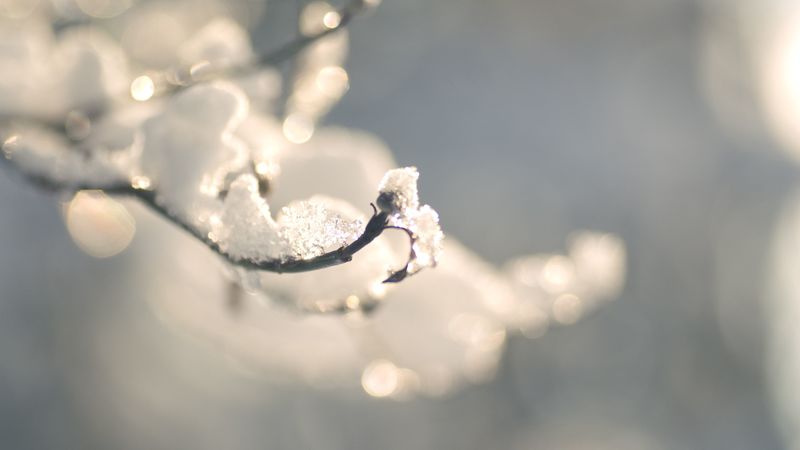 branches, snow, winter, ice, 4k