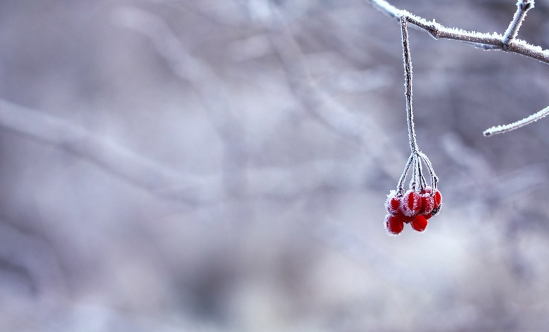 frozen berries red fruits berry white snowy 4k