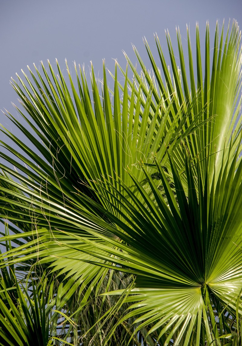 fronds palm leaf green foliage pattern tropical 4k