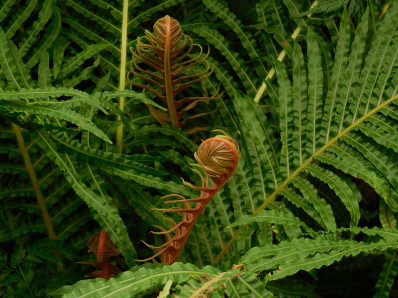 fronds fern green plant environment leaf unfurl 4k