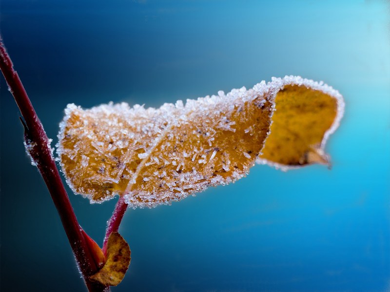 frosted leaf branch frost blue nature ice season 4k