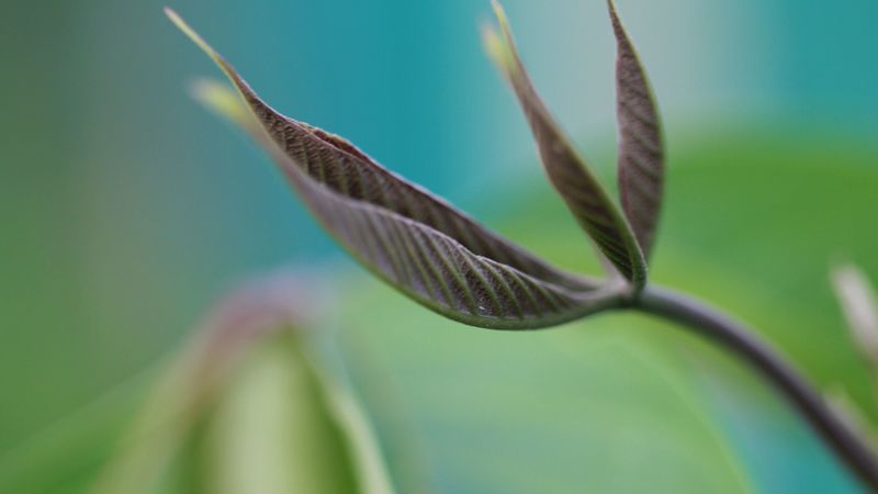 leaves, grass, plants, 4k
