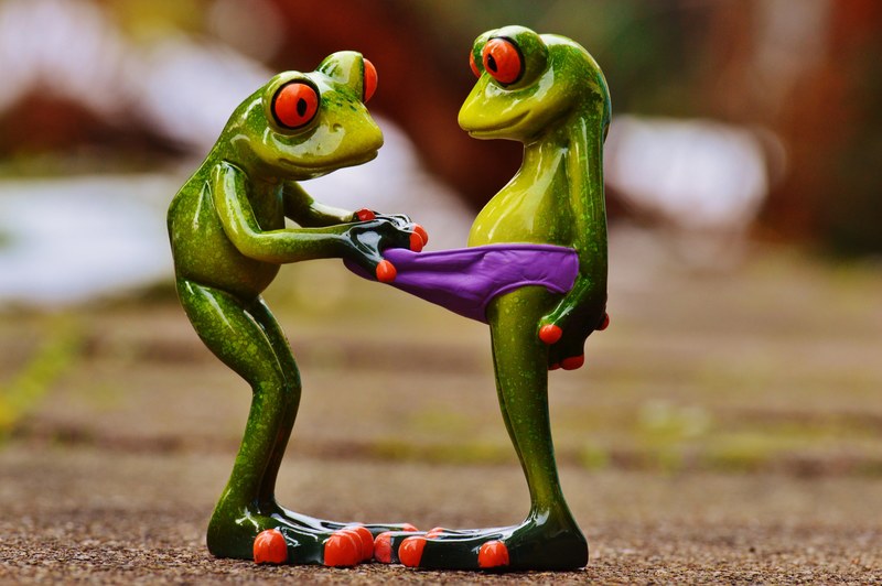 frogs curious funny figures cute underpants look 4k