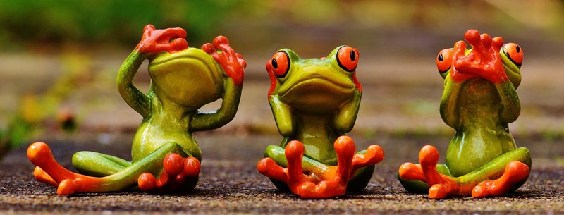 frogs not see not hear do not speak funny cute 4k