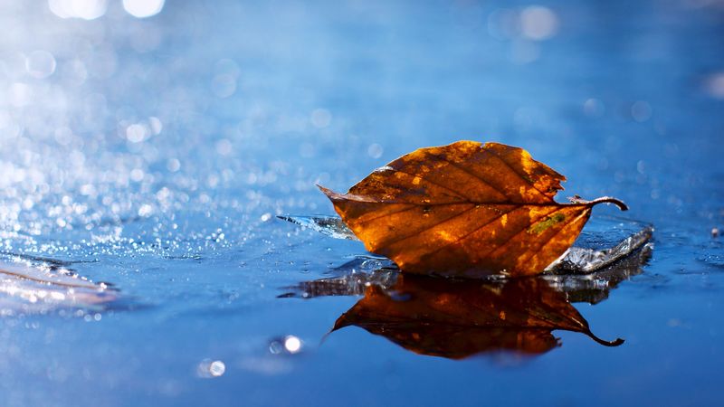 leaf, autumn, fallen, dry, water, liquid, 4k