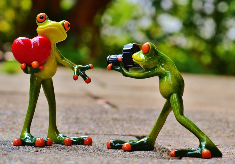 frogs love valentines day pose photographer 4k