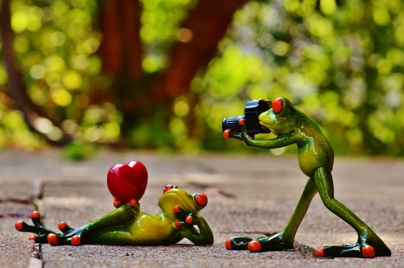 frogs love valentines day pose photographer 4k