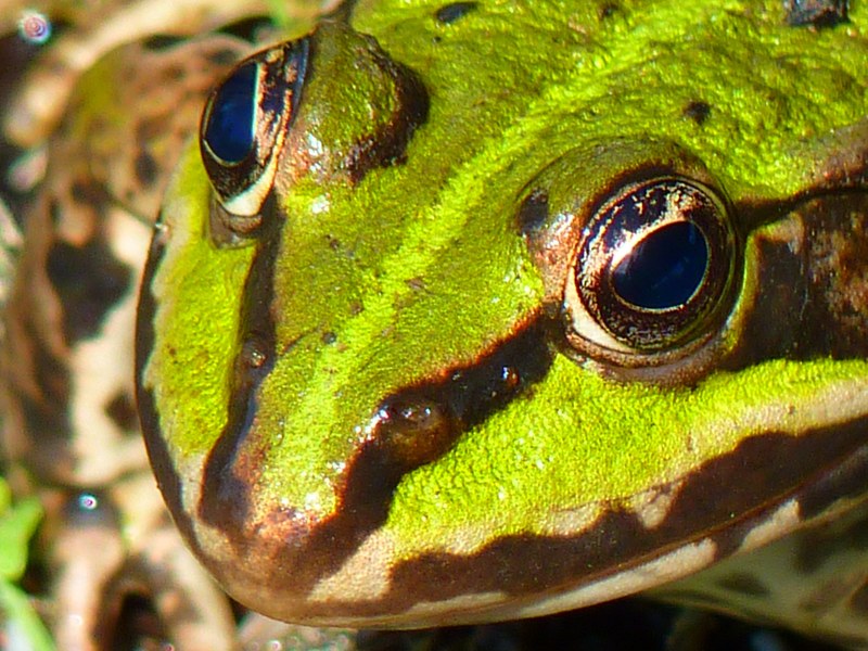 frog pond frog amphibian green water creature 4k