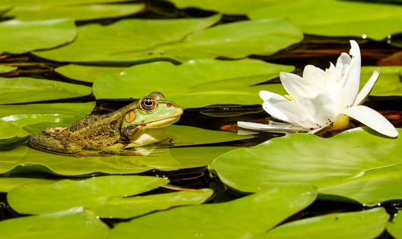 frog water frog frog pond animal green green frog 4k