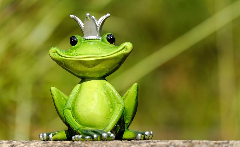 frog figure king cute funny sweet fun animal 4k