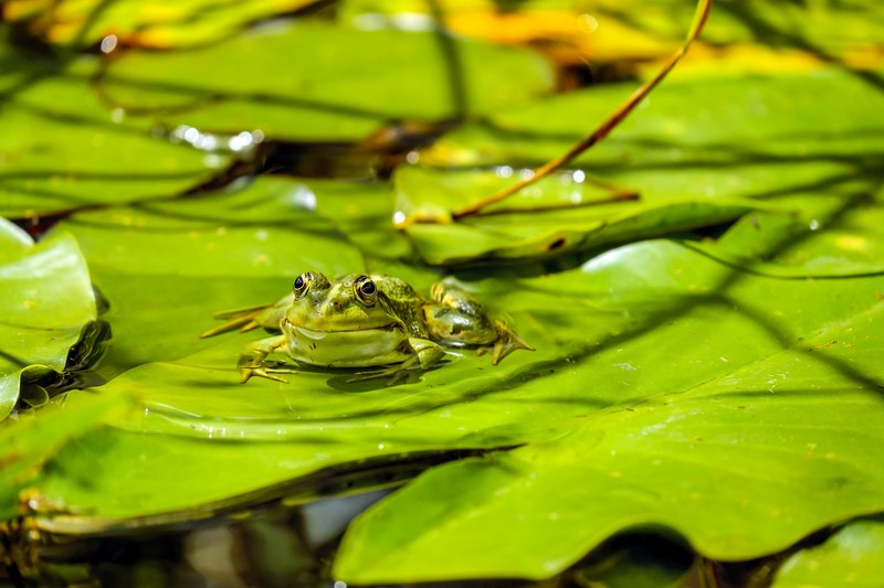 frog water frog frog pond animal green sitting 4k