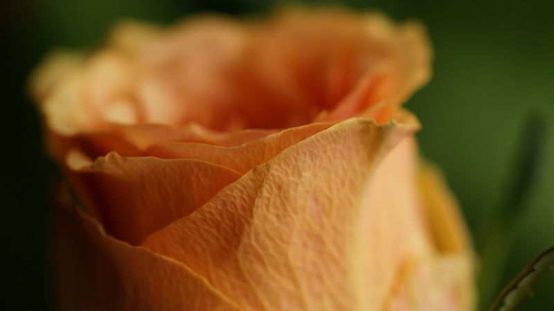 rose, petals, flower, bud, 4k