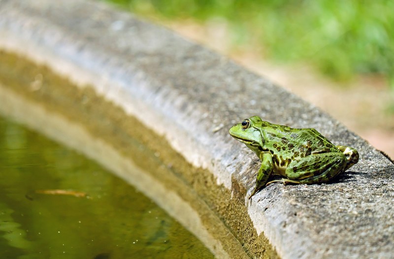frog water frog animal green frog pond nature 4k