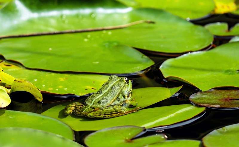 frog water frog animal green nuphar pumila leaf 4k