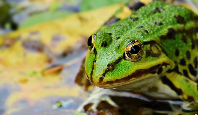 frog green green frog pond water amphibian 4k