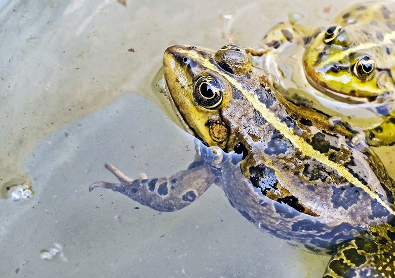 frog water frog animal green water close 4k