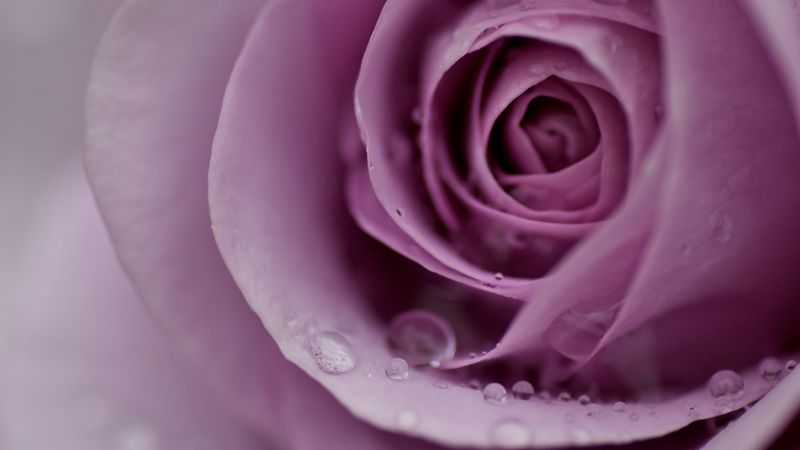 rose, petals, flower, gentle, 4k