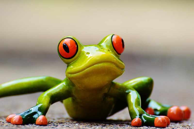 frog funny figure cute animal fun green sweet 4k