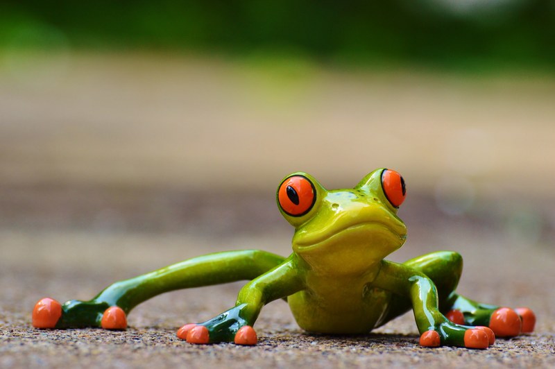 frog funny figure cute animal fun green sweet 4k