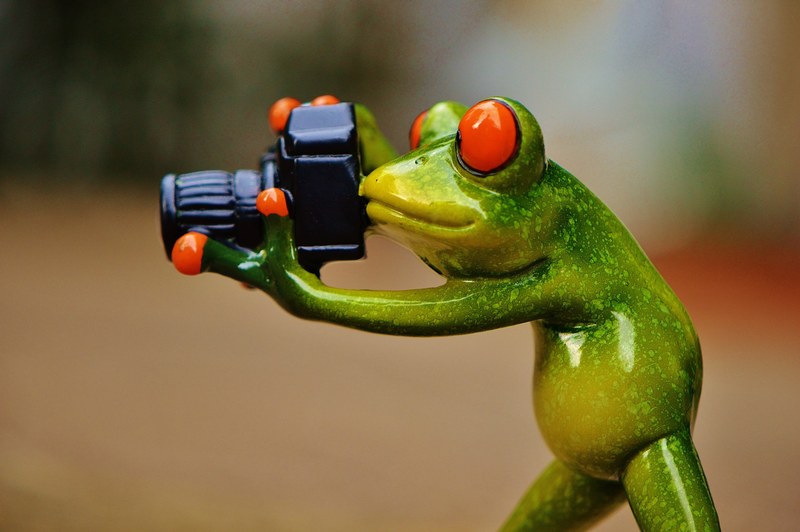 frog photographer funny fun camera green animal 4k