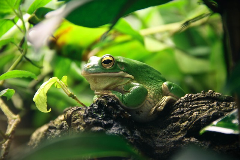 frog terrarium amphibians 4k