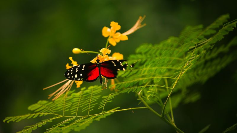 butterfly, grass, color, plants, insects, 4k
