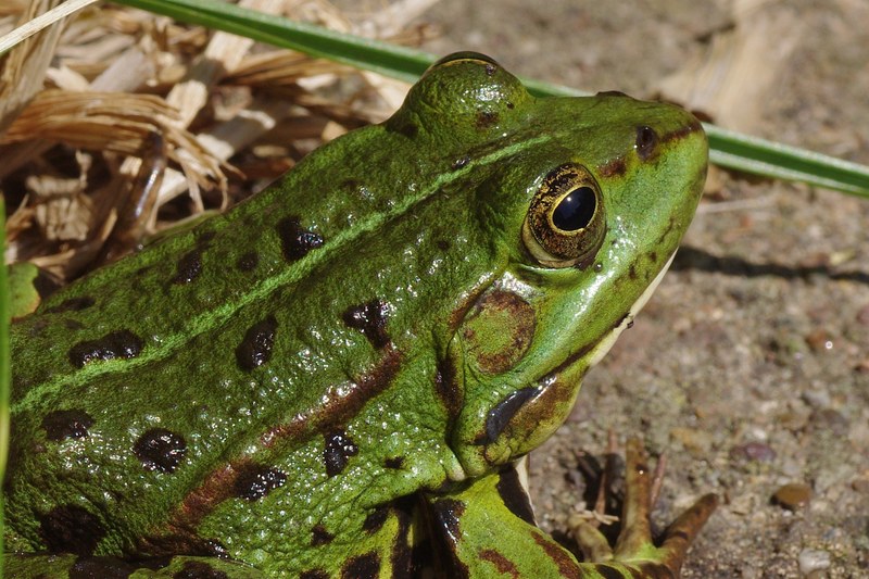 frog frog pond amphibian green macro close 4k