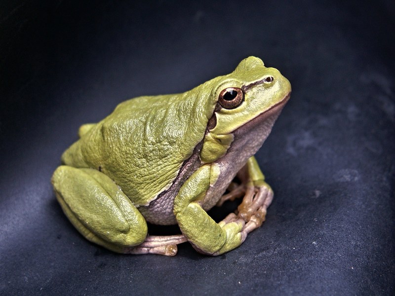frog macro amphibian green tree frog reptile 4k