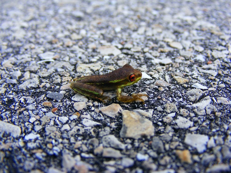 frog tree frog amphibian green macro 4k