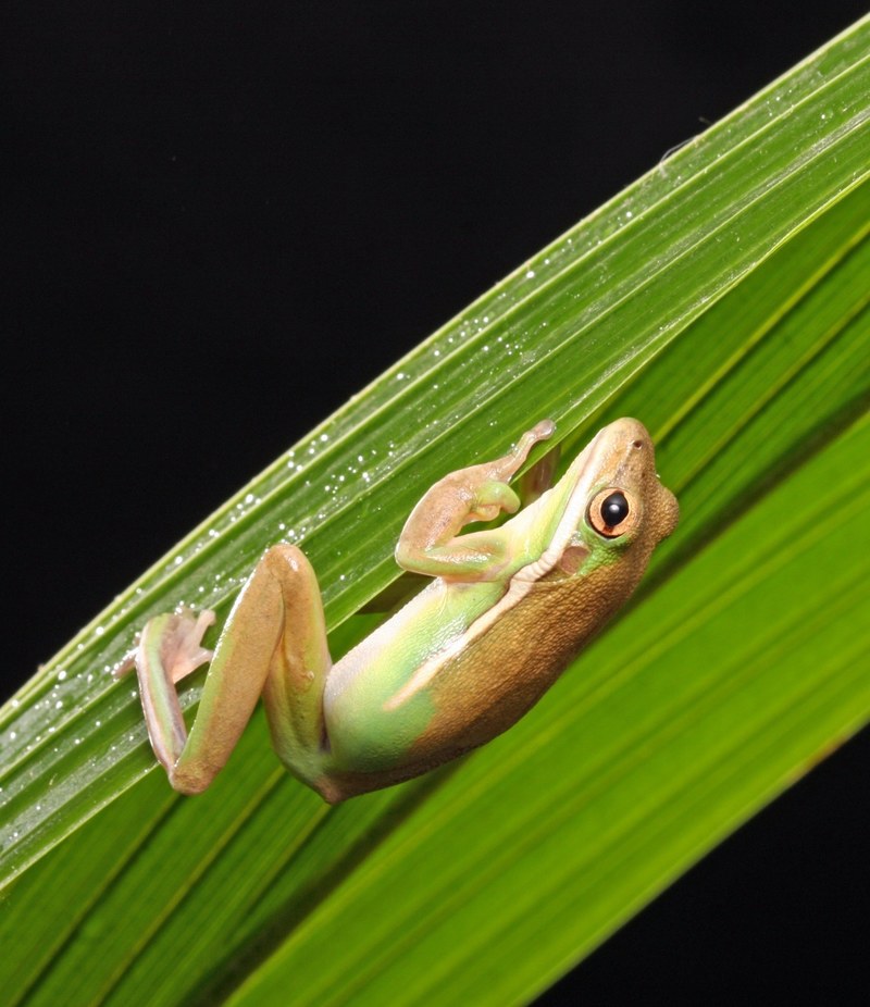 frog green tree frog amphibian close up details 4k