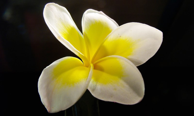 frangipani plumeria flower blossom bloom 4k