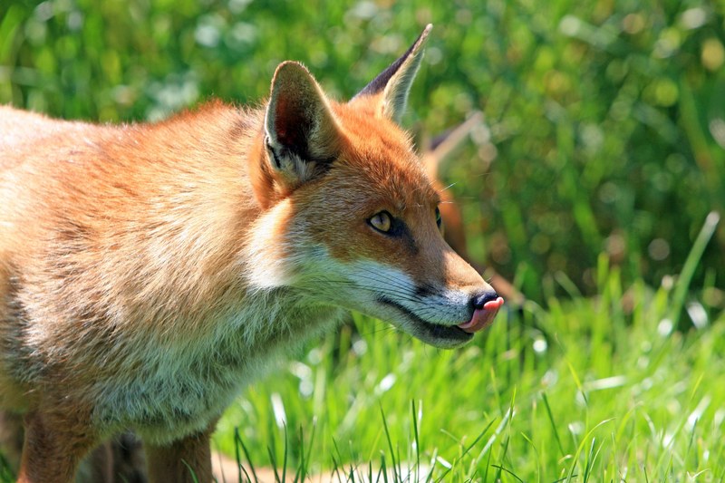 fox red fox red licking lips licking lips tongue 4k