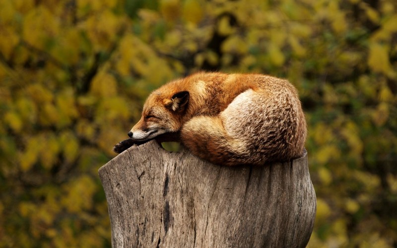 fox tree stump sleeping resting relaxing red 4k