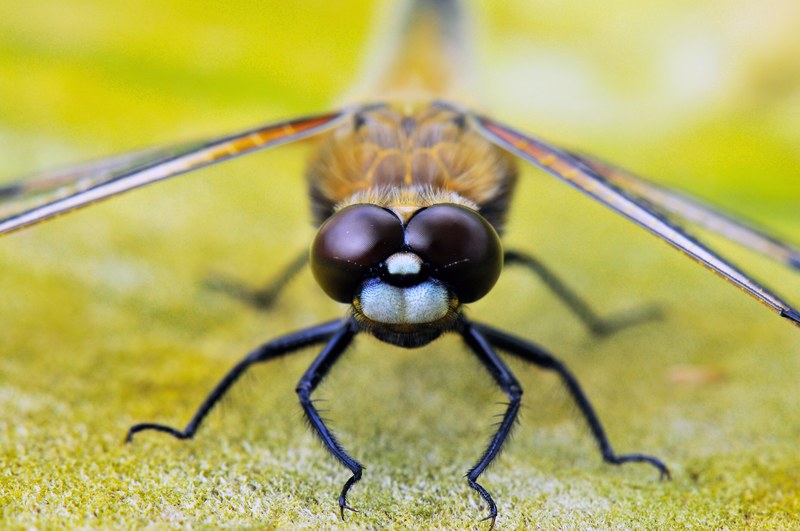 four spotted dragonfly animals dragonflies close 4k